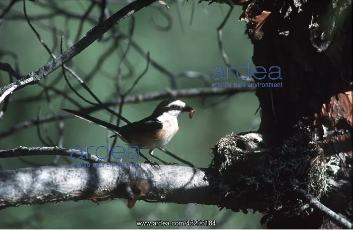 : MASKED SHRIKE - approaching chick in nest with grub in beak : MASKED SHRIKE - approaching chick in nest with grub in beak
