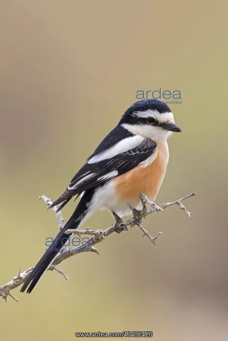 : Masked shrike (Lanius nubicus), Israel, Middle East, Asia : Masked shrike (Lanius nubicus), Israel, Middle East, Asia