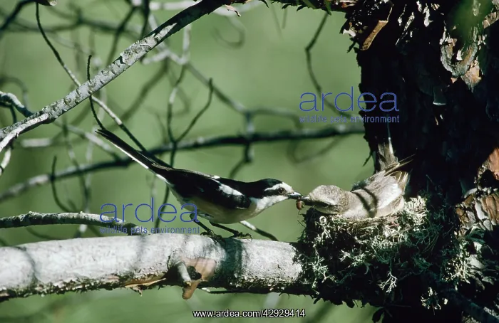 : Masked Shrike - male and female : Masked Shrike - male and female