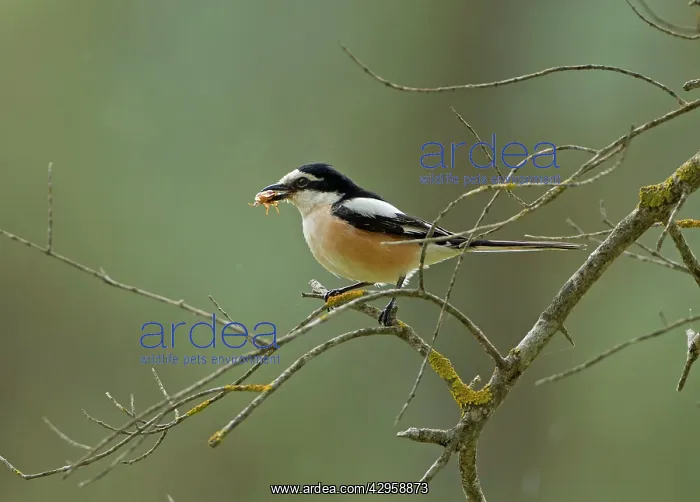 : Masked Shrike - male perched on Olive Tree branch : Masked Shrike - male perched on Olive Tree branch
