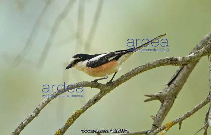 : Masked Shrike - male perched on Olive Tree branch : Masked Shrike - male perched on Olive Tree branch