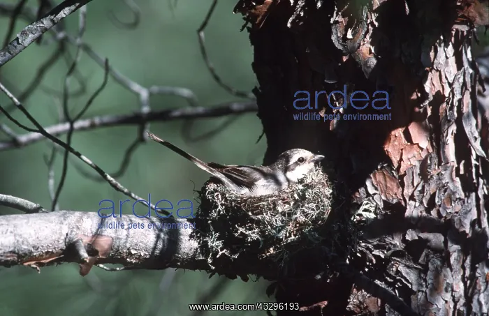 : MASKED SHRIKE - on nest : MASKED SHRIKE - on nest