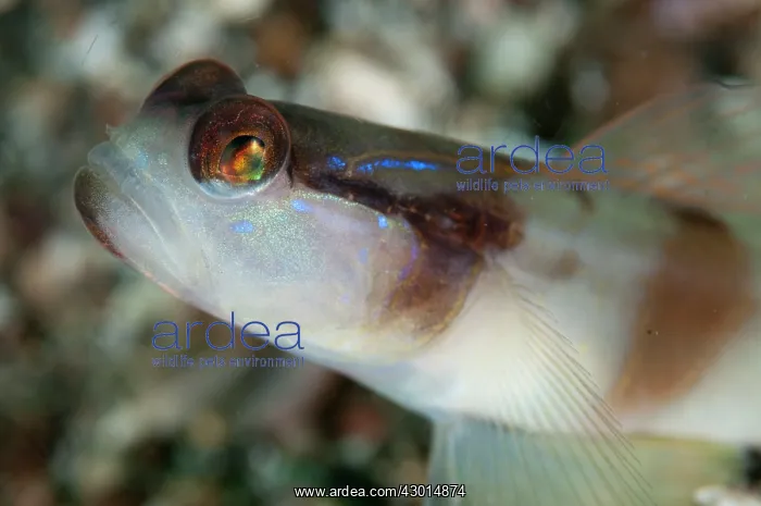 : Masked Shrimpgoby : Masked Shrimpgoby
