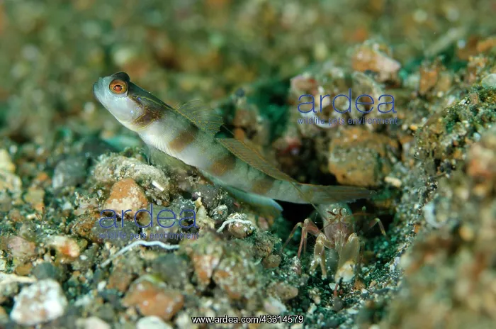 : Masked Shrimpgoby - at hole entrance on black sand : Masked Shrimpgoby - at hole entrance on black sand
