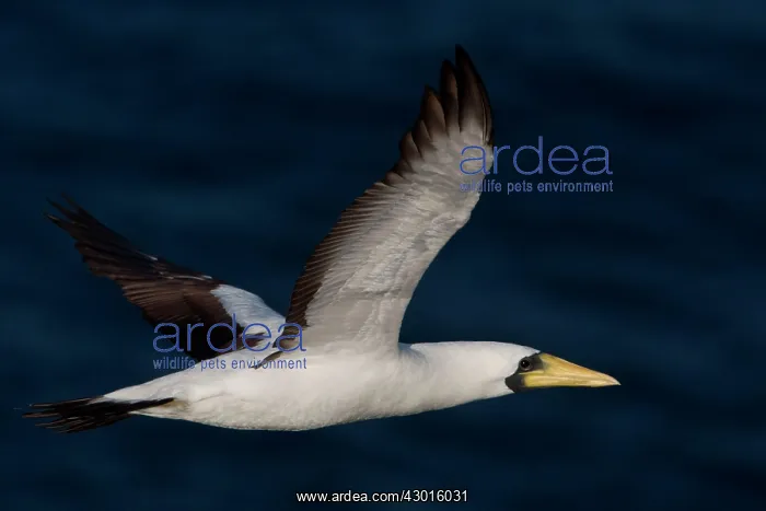 : Masked / Tasman Booby in flight near Norfolk Island : Masked / Tasman Booby in flight near Norfolk Island