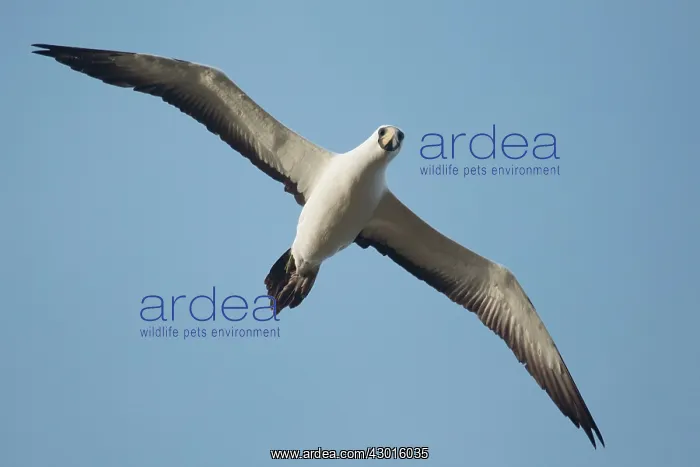: Masked / Tasman Booby in flight near Norfolk Island : Masked / Tasman Booby in flight near Norfolk Island