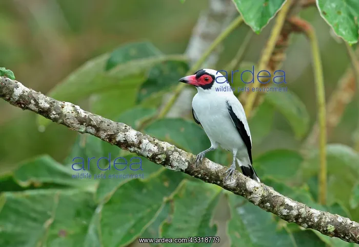 : Masked tityra (Tityra semifasciata costaricensis) : Masked tityra (Tityra semifasciata costaricensis)
