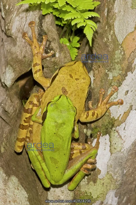 : Masked Tree Frog / Treefrog - pair in amplexus : Masked Tree Frog / Treefrog - pair in amplexus