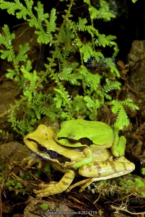 : Masked Tree Frog / Treefrog - pair in amplexus : Masked Tree Frog / Treefrog - pair in amplexus