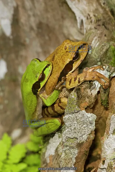 : Masked Tree Frog / Treefrog - pair in amplexus : Masked Tree Frog / Treefrog - pair in amplexus