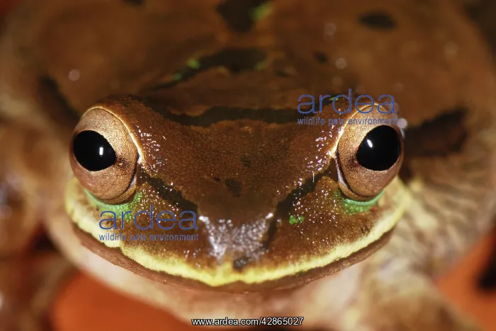 : Masked Treefrog : Masked Treefrog