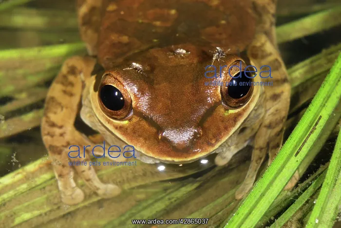 : Masked Treefrog : Masked Treefrog
