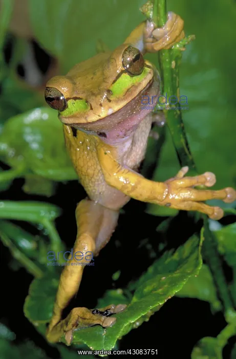 : Masked Treefrog : Masked Treefrog