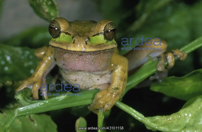: Masked Treefrog : Masked Treefrog