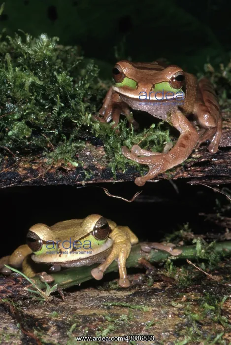 : Masked Treefrogs : Masked Treefrogs