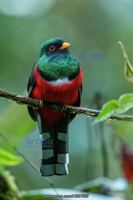 : Masked Trogon, male, Las Tangaras Bird Reserve : Masked Trogon, male, Las Tangaras Bird Reserve