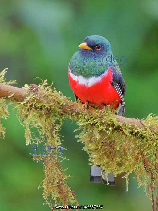 : Masked Trogon - male Trogon personatus Ecuador B : Masked Trogon - male Trogon personatus Ecuador B