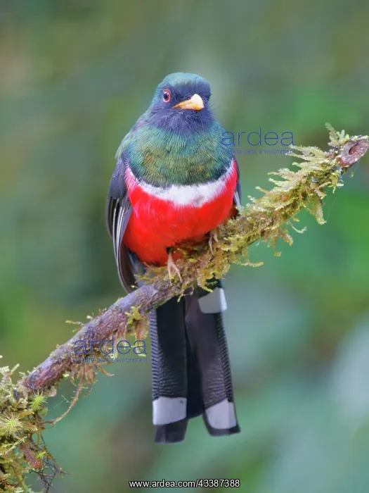 : Masked Trogon - male Trogon personatus Ecuador B : Masked Trogon - male Trogon personatus Ecuador B