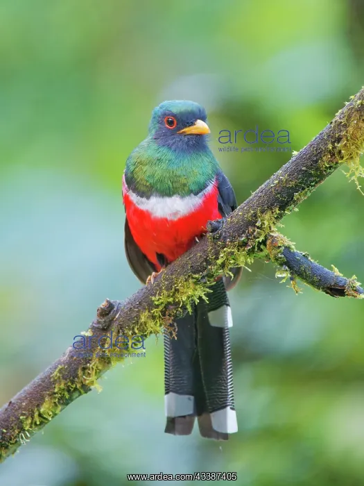 : Masked Trogon - male Trogon personatus Ecuador B : Masked Trogon - male Trogon personatus Ecuador B