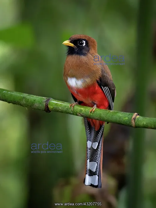 : Masked Trogon (Trogon personatus), female, Ecuador : Masked Trogon (Trogon personatus), female, Ecuador
