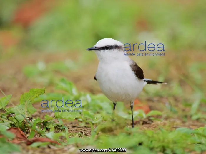 : Masked Water Tyrant Fluvicola nengeta Atlantic Forest : Masked Water Tyrant Fluvicola nengeta Atlantic Forest