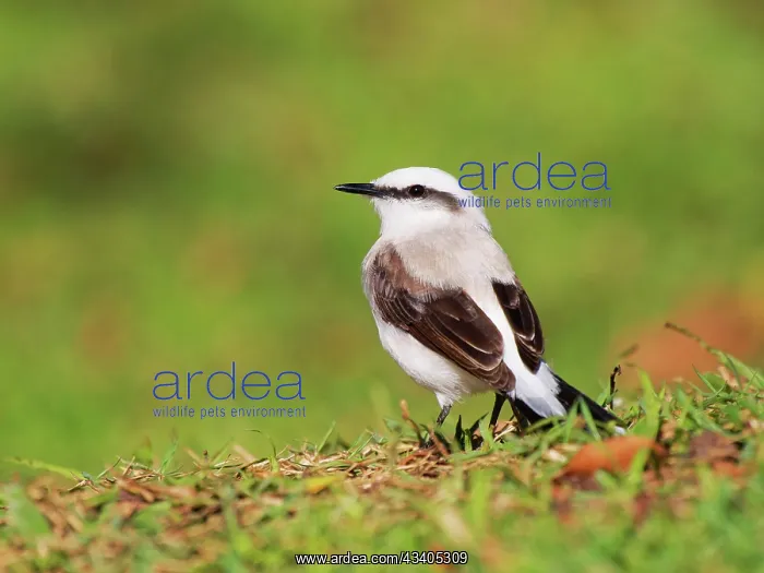 : Masked Water Tyrant Fluvicola nengeta Atlantic Forest : Masked Water Tyrant Fluvicola nengeta Atlantic Forest