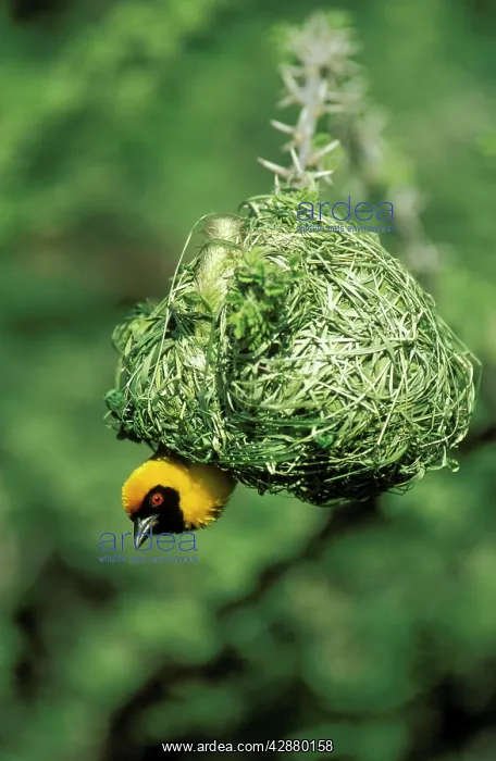 : Masked Weaver - The male has finished with building : Masked Weaver - The male has finished with building