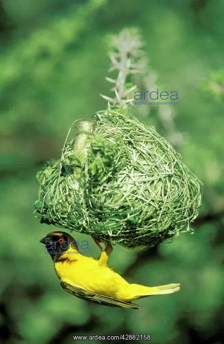 : Masked Weaver - The male has finished with building : Masked Weaver - The male has finished with building