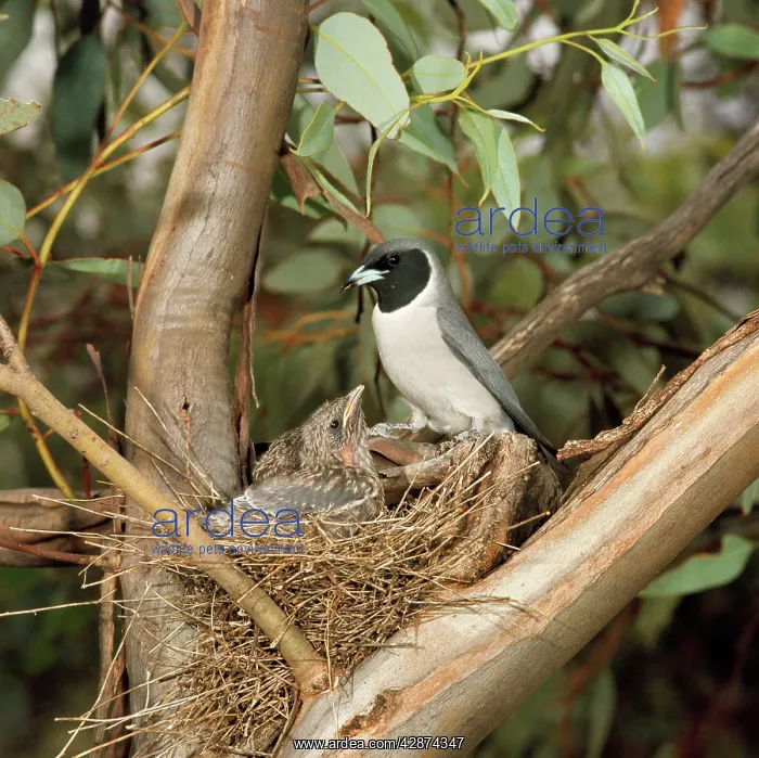 : Masked Wood Swallow - male with chicks : Masked Wood Swallow - male with chicks