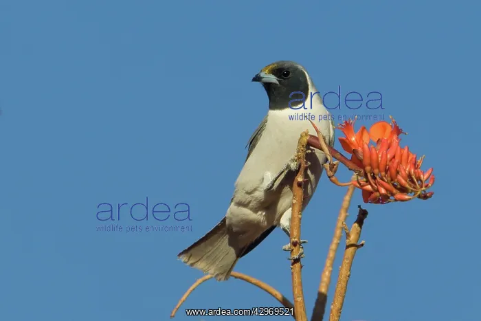  : Masked Woodswallow