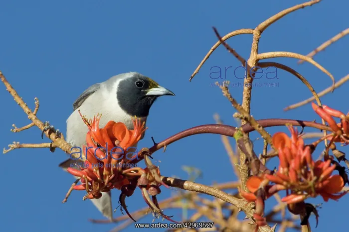 : Masked Woodswallow : Masked Woodswallow