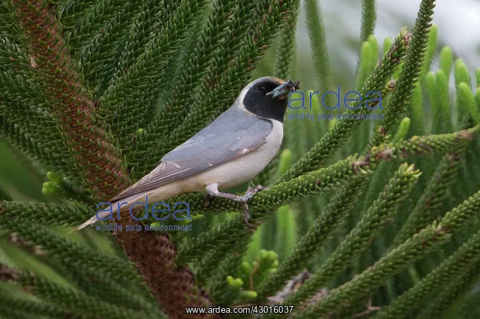 : Masked Woodswallow carrying food for its chicks : Masked Woodswallow carrying food for its chicks