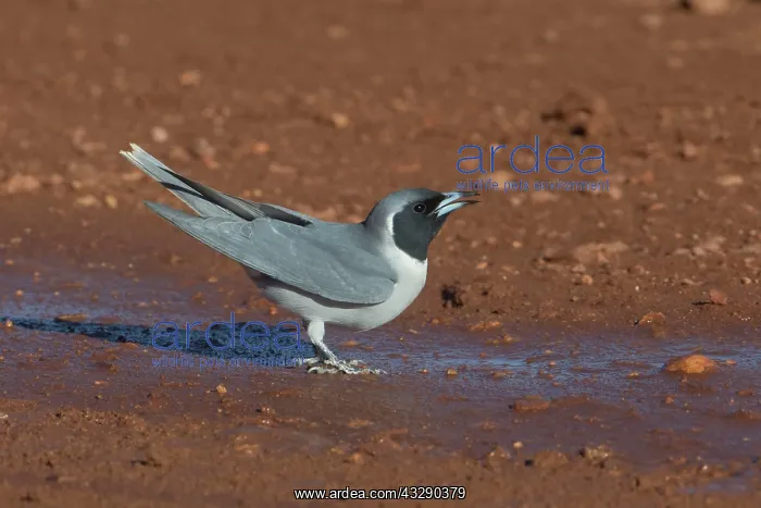 : Masked Woodswallow - drinking from puddle : Masked Woodswallow - drinking from puddle