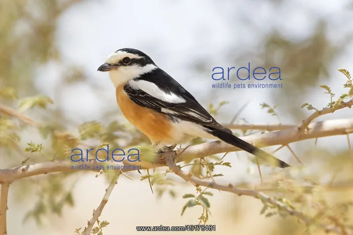 : Maskenwurger, Masked Shrike : Maskenwurger, Masked Shrike