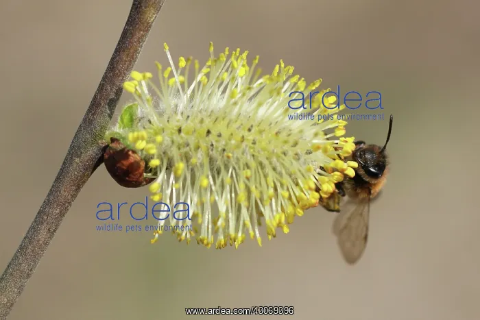 : Mason Bee. Unidentified Mason Bee (Osmia sp) on catkin of Goat Willow (Salix caprea) : Mason Bee. Unidentified Mason Bee (Osmia sp) on catkin of Goat Willow (Salix caprea)