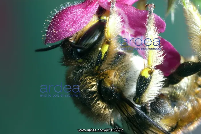 : Mason Bee (Anthidium punctatum) on a flower : Mason Bee (Anthidium punctatum) on a flower
