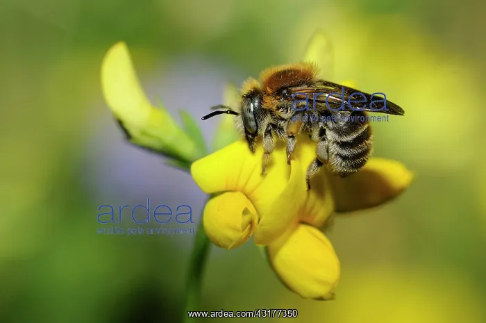 : Mason Bee (Anthidium byssinum) female sleeping on : Mason Bee (Anthidium byssinum) female sleeping on