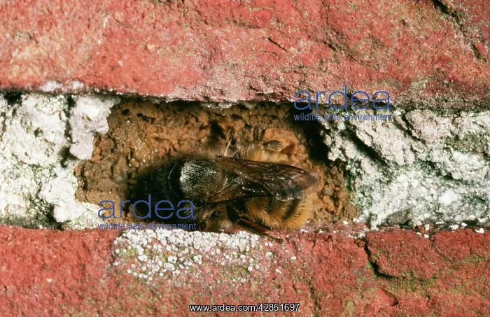 : Mason BEE - on brick : Mason BEE - on brick