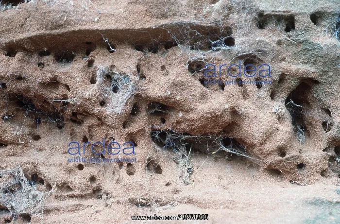 : MASON BEE - Nest holes in sandstone : MASON BEE - Nest holes in sandstone