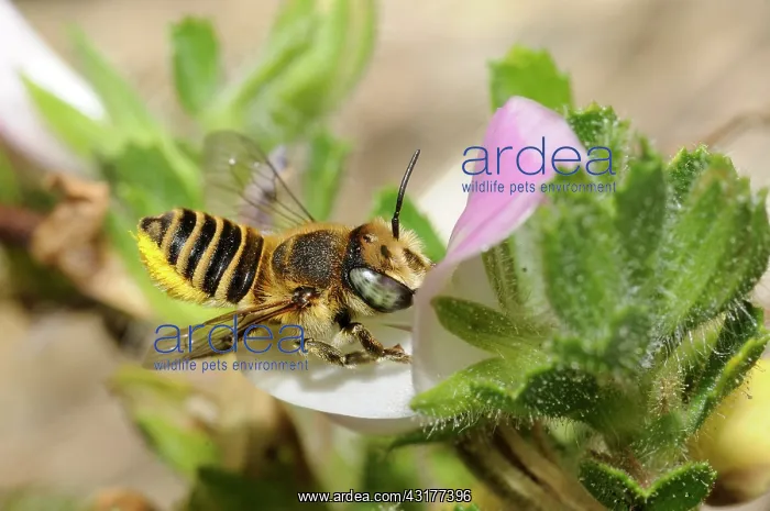 : Mason Bee (Osmia pilidens) female on Common Restharrow : Mason Bee (Osmia pilidens) female on Common Restharrow