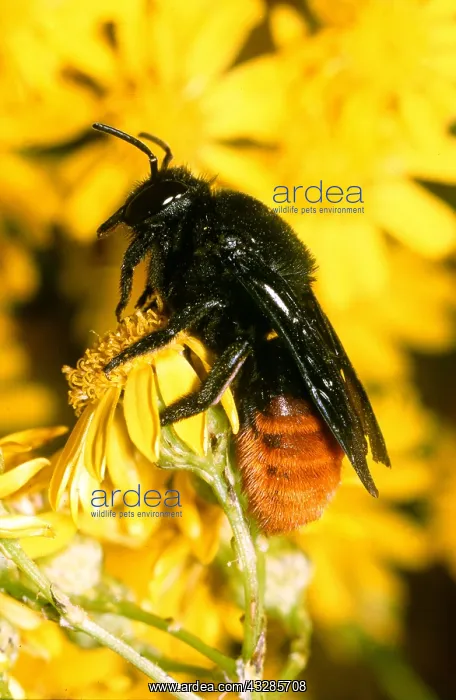 : MASON BEE - ON YELLOW FLOWER : MASON BEE - ON YELLOW FLOWER
