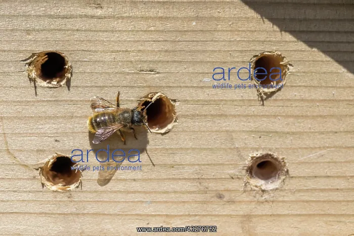 : Mason Bees - at Insect House Holes - UK : Mason Bees - at Insect House Holes - UK