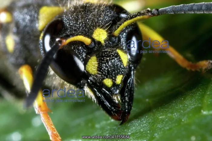 : Mason Wasp : Mason Wasp