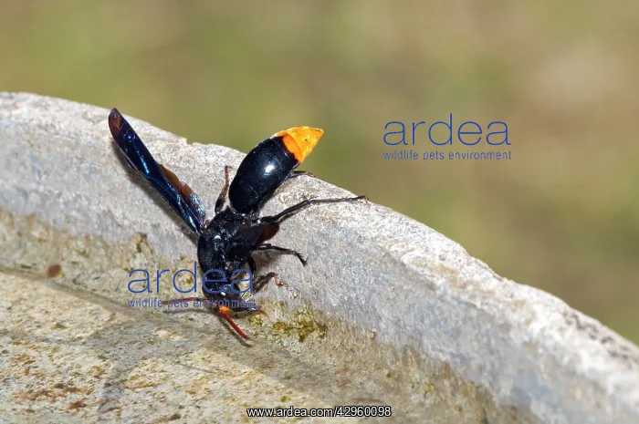 : Mason Wasp - collecting water from birdbath for : Mason Wasp - collecting water from birdbath for
