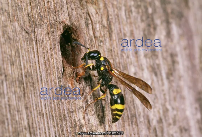 : Mason Wasp - inspecting nest site : Mason Wasp - inspecting nest site