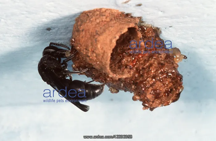 : MASONRY WASP AT MUD NEST : MASONRY WASP AT MUD NEST