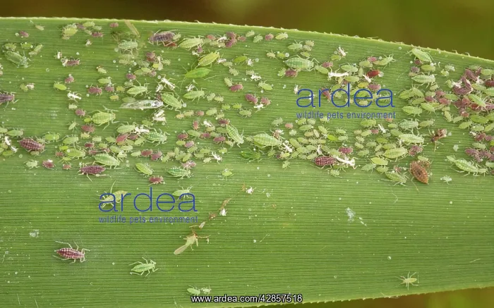 : Mass of aphids, red and green phases, on common reed : Mass of aphids, red and green phases, on common reed