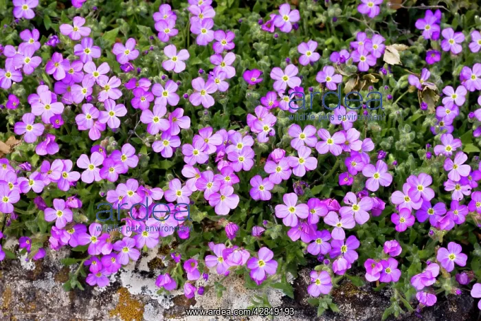 : Mass of 'Aubrietia', Aubrieta deltoidea, in the wild : Mass of 'Aubrietia', Aubrieta deltoidea, in the wild