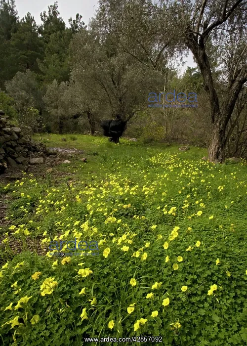 : Mass of Bermuda buttercup, (single and double forms) : Mass of Bermuda buttercup, (single and double forms)