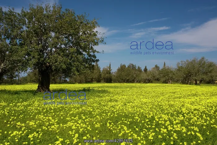 : Mass of Bermuda Buttercups - a very invasive weed : Mass of Bermuda Buttercups - a very invasive weed